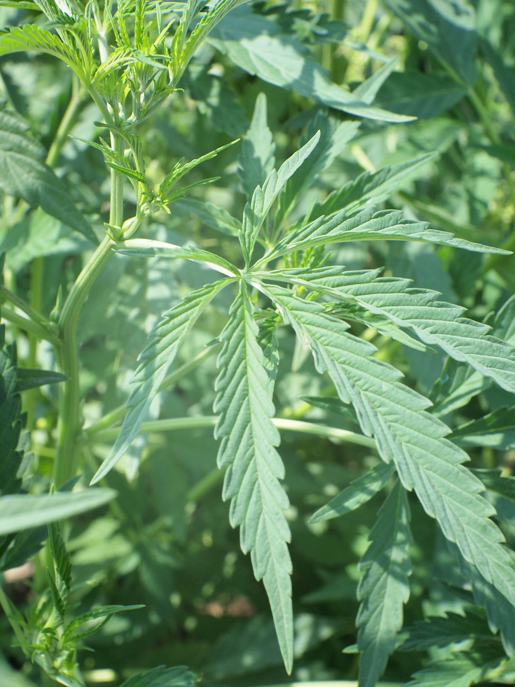 Macro photograph of a cannabis leaf edge, serrations and surface glands.