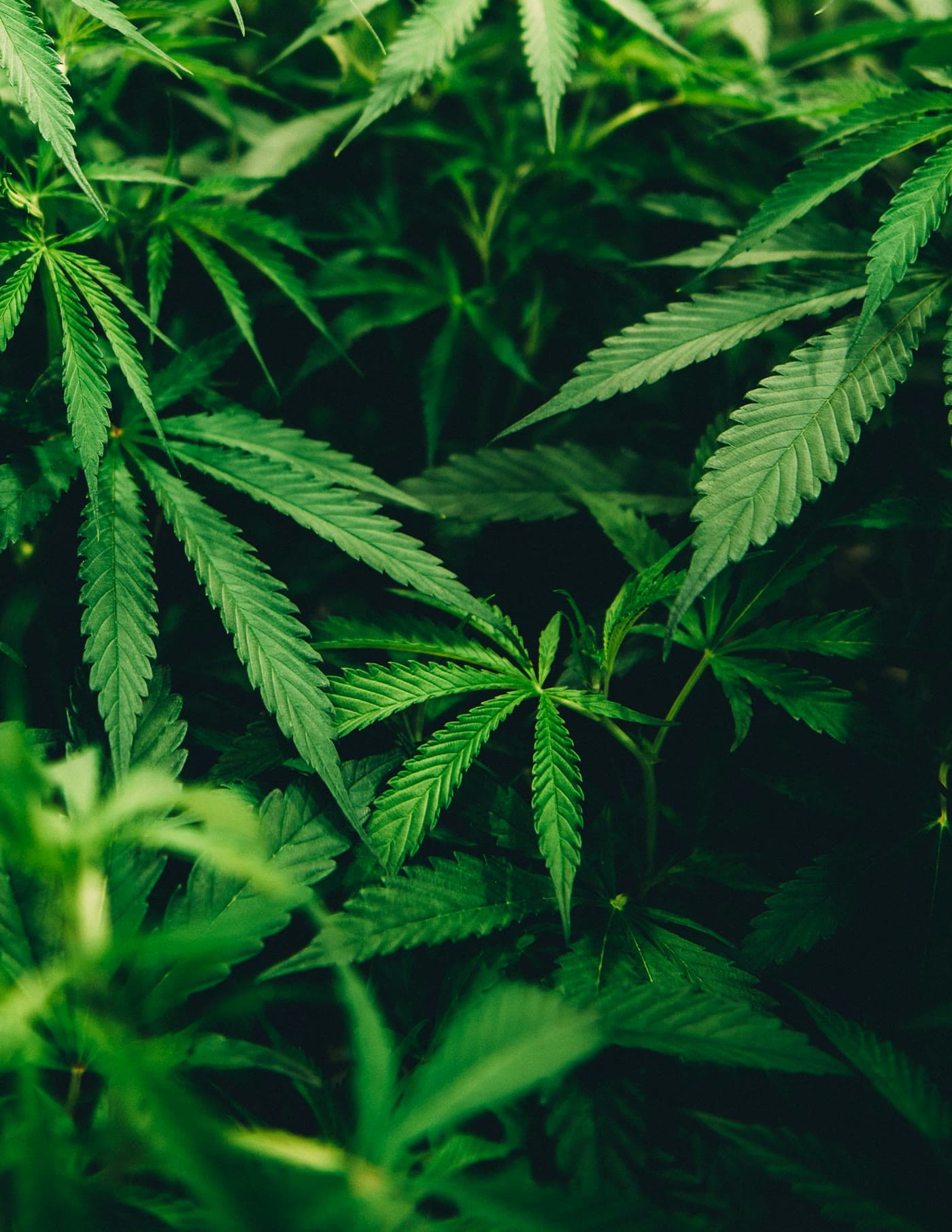 Close photograph of a cannabis leaf, serrated leaflets in soft light.